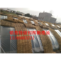 甘肃油橄榄树苗