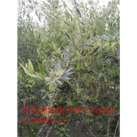 重庆油橄榄树苗 