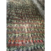 重庆油橄榄树苗 
