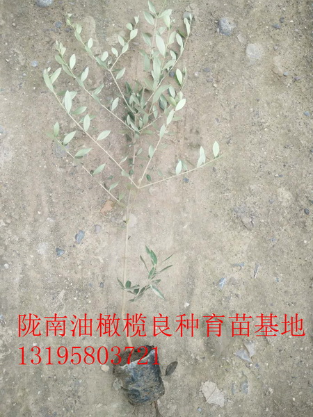 重庆油橄榄树苗 