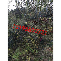 武都油橄榄￥油橄榄苗木