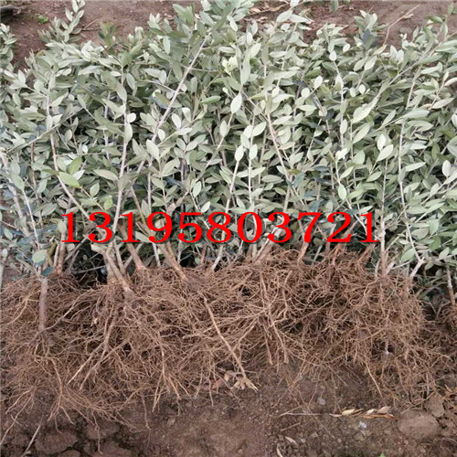 裸根苗（专业打包成活率95%）