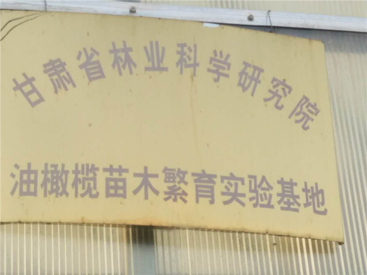 甘肃陇南油橄榄良种 