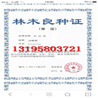油橄榄良种简介