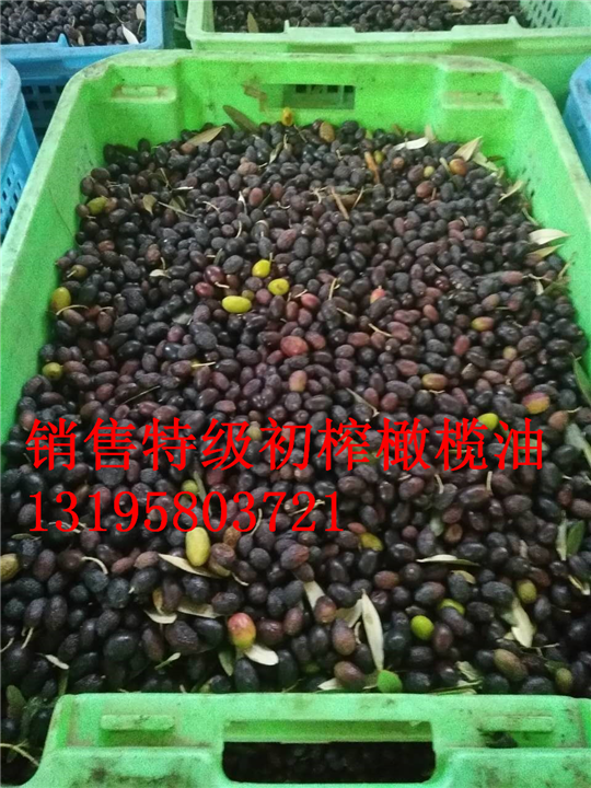 油橄榄树苗，油橄榄苗，