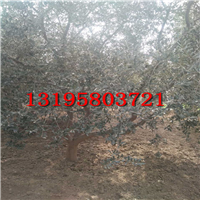 油橄榄大树（1——30公分地苗）