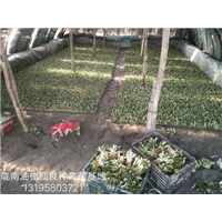 重庆油橄榄树苗 