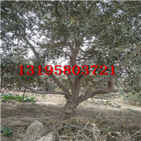 甘肃油橄榄大树（1——30公分地苗）
