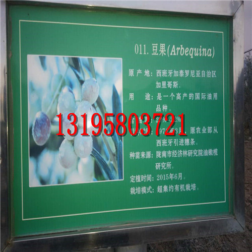 甘肃油橄榄良种简介