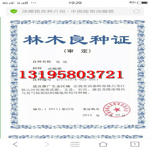 油橄榄良种简介