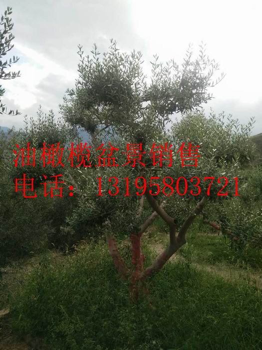 油橄榄盆景销售13195803721