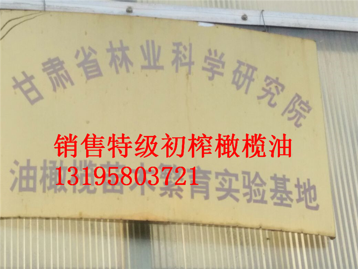 甘肃油橄榄