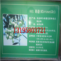 陇南油橄榄良种简介