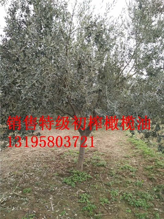 武都油橄榄树苗