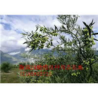 重庆油橄榄树苗 