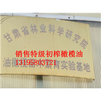 甘肃油橄榄