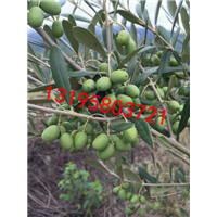 油橄榄树价格_优质油橄榄树