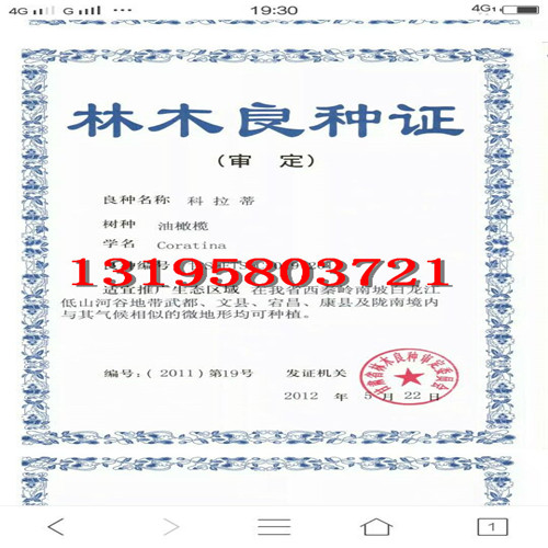 油橄榄良种简介