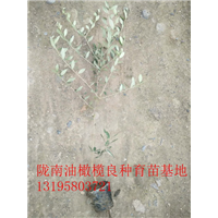 重庆油橄榄树苗 
