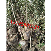 油橄榄树价格_优质油橄榄树