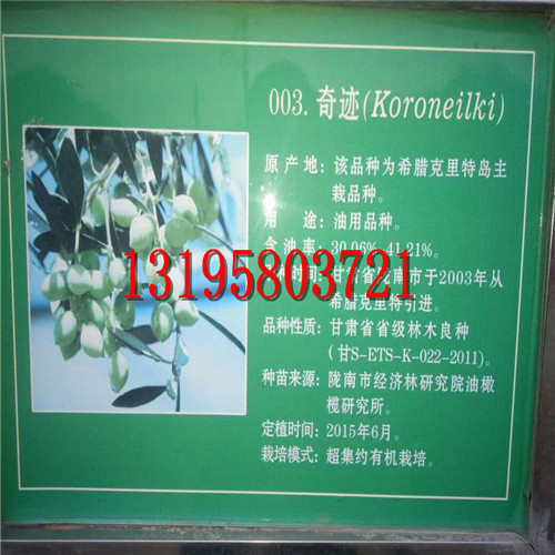 陇南油橄榄良种简介