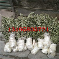 裸根苗（专业打包成活率95%）