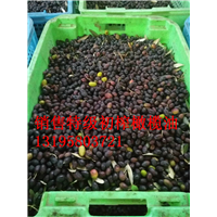 油橄榄树苗，油橄榄苗，