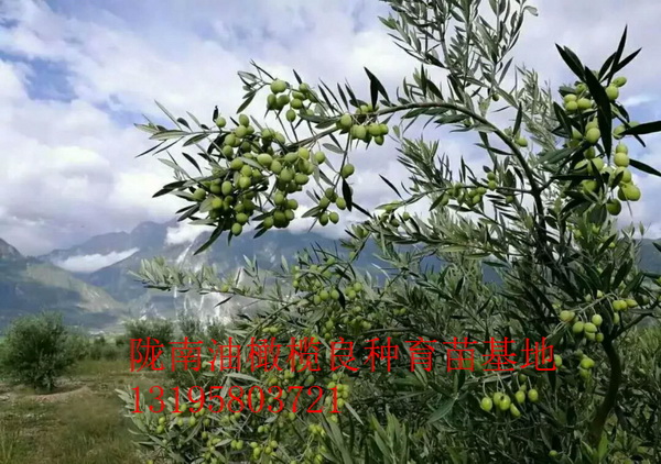 重庆油橄榄树苗 