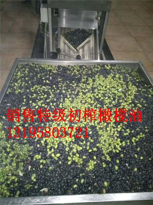 陇南油橄榄树苗