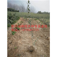 陇南油橄榄良种育苗基地 13195803721