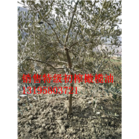 油橄榄1-------30公分地苗 