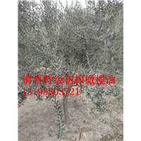 油橄榄