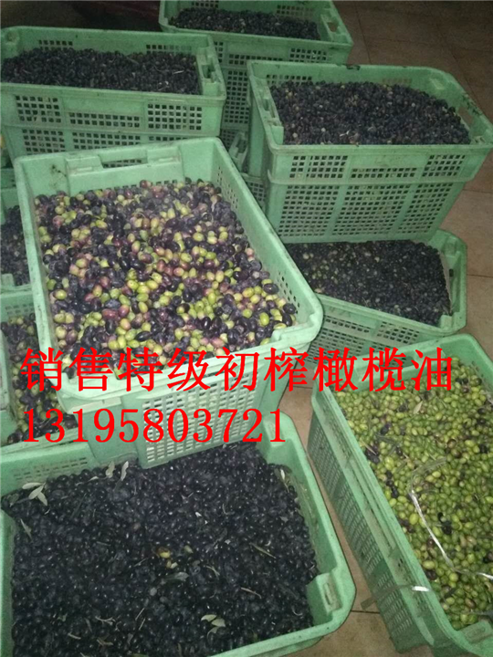 油橄榄新品种