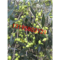 优质油橄榄树#陇南油橄榄