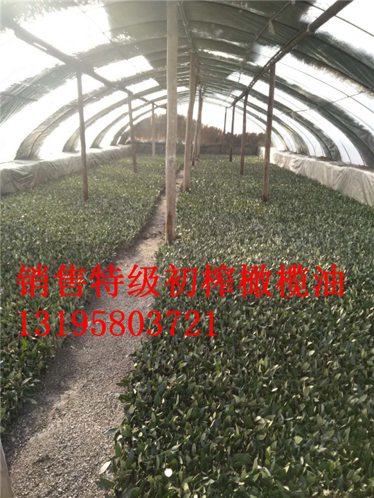 油橄榄树苗销售