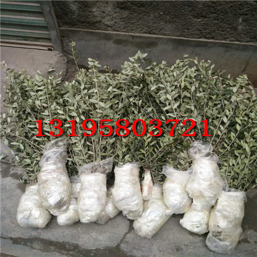 裸根苗（专业打包成活率95%）