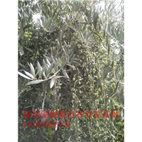 重庆油橄榄树苗 