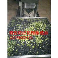 陇南油橄榄树苗