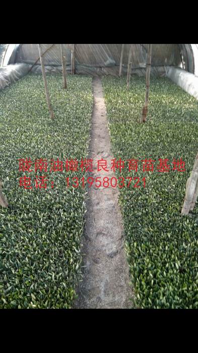 陇南油橄榄良种育苗基地 13195803721