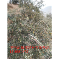重庆油橄榄树苗 