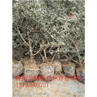 重庆油橄榄树苗 