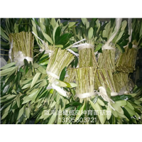 重庆油橄榄树苗 