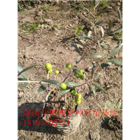 重庆油橄榄树苗 