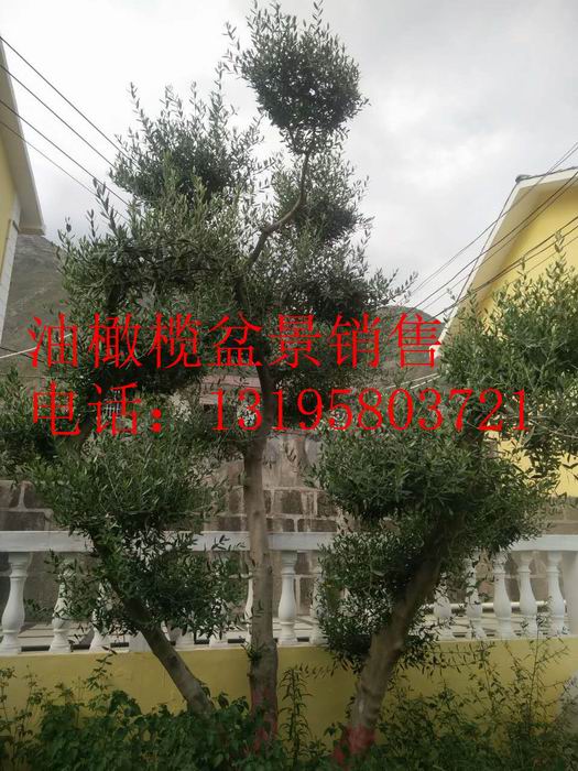 油橄榄盆景销售13195803721