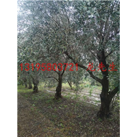 陇南油橄榄苗