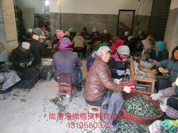 重庆油橄榄树苗 