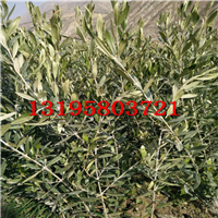陇南油橄榄新品种（阿尔波莎娜三年树） 