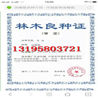 油橄榄良种简介