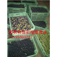 油橄榄新品种