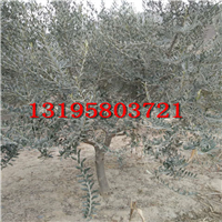 油橄榄大树（1——30公分地苗）
